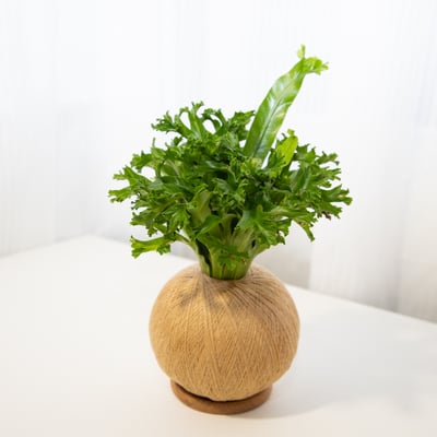 鹿角山蘇 手作植栽苔球5