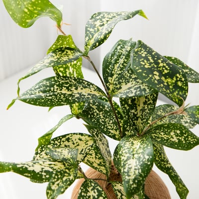 星點木 手作植栽苔球2