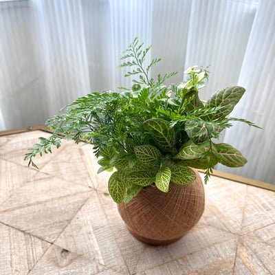 兔腳蕨 手作組合植栽苔球4