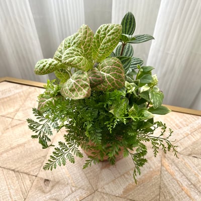 兔腳蕨 手作組合植栽苔球2