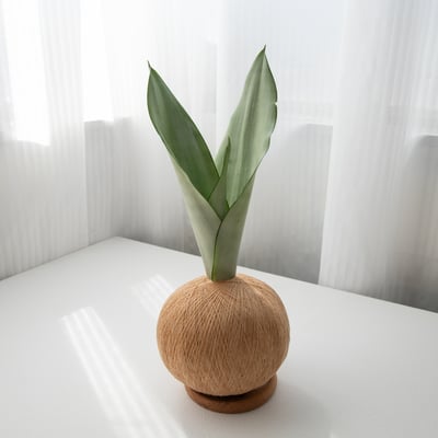 銀后虎尾蘭 手作植栽苔球1