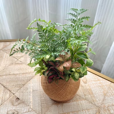 兔腳蕨 手作組合植栽苔球1