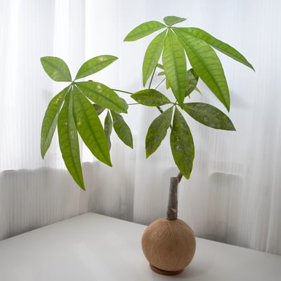 馬拉巴栗 / 發財樹 手作植栽苔球7