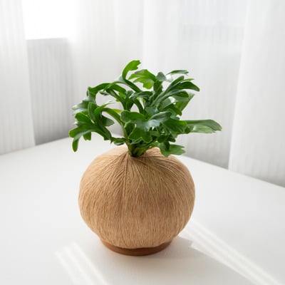 爆炸頭山蘇 手作植栽苔球1