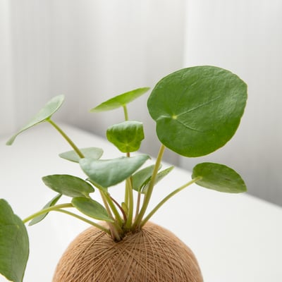 鏡面草 手作植栽苔球2