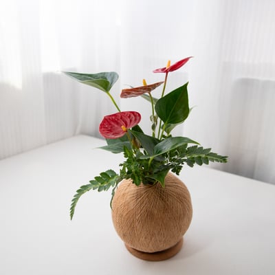 火鶴花 手作組合植栽苔球1