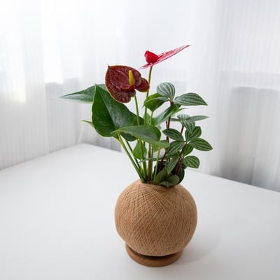 花中花火鶴 手作組合植栽苔球1