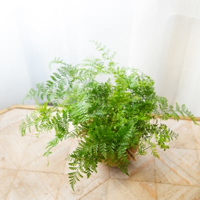 兔腳蕨 手作植栽苔球 / 可吊掛3