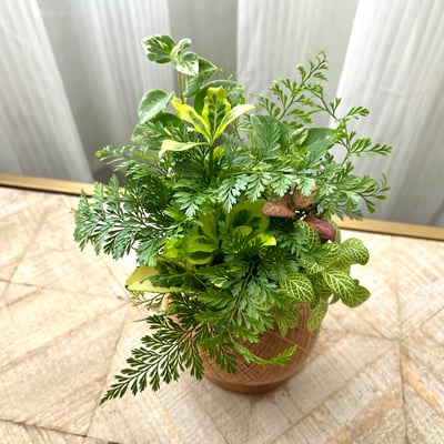 兔腳蕨 手作組合植栽苔球3