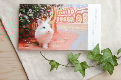兔子攝影插畫明信片 - 《魔幻之旅》2