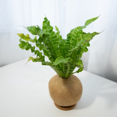 眼鏡蛇山蘇 手作植栽苔球5