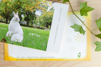 兔子攝影插畫明信片 - 《燦爛的喜悅》4