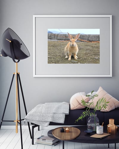 攝影藝術微噴原作 - 《海邊的兔子》5