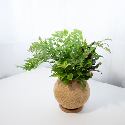 彩虹蕨 手作組合植栽苔球6