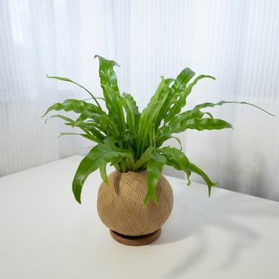 細葉山蘇 手作植栽苔球6