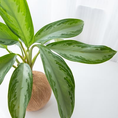 美少女粗肋草 手作植栽苔球2