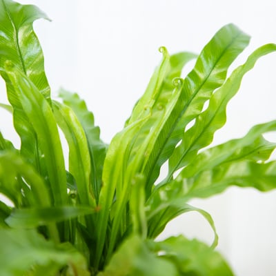 細葉山蘇 手作植栽苔球2