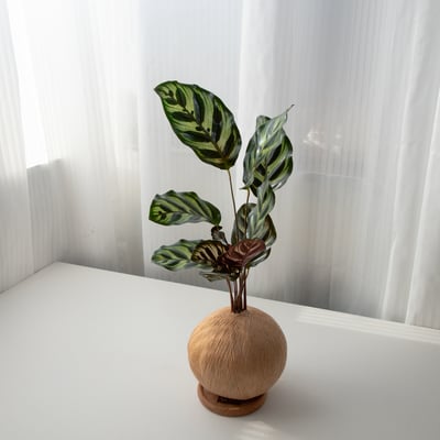 孔雀竹芋 手作植栽苔球4