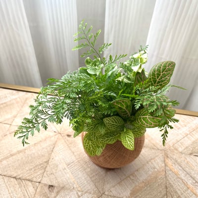 兔腳蕨 手作組合植栽苔球2