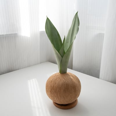 銀后虎尾蘭 手作植栽苔球4