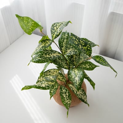 星點木 手作植栽苔球3