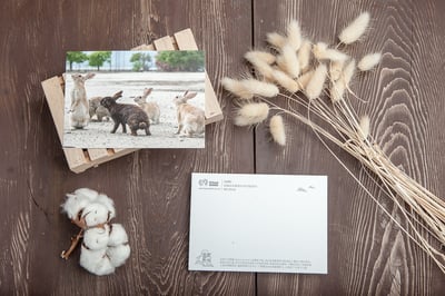 兔子攝影明信片- 《企盼》1