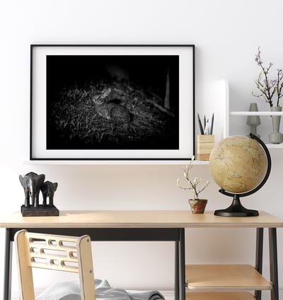 攝影藝術微噴原作 - 《台灣野兔01》4