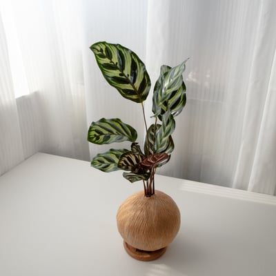 孔雀竹芋 手作植栽苔球1