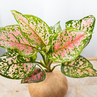 吉祥粗肋草 手作植栽苔球2