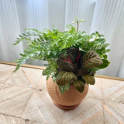 兔腳蕨 手作組合植栽苔球6