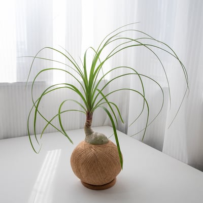 酒瓶蘭 手作植栽苔球4