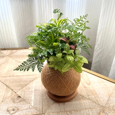 品牌獨家 實木 櫸木質感杯墊 苔球墊8