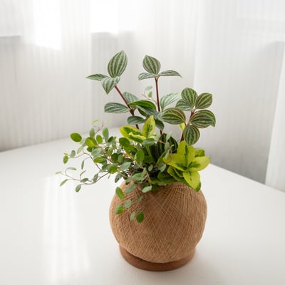 鐵線藤 手作組合植栽苔球5