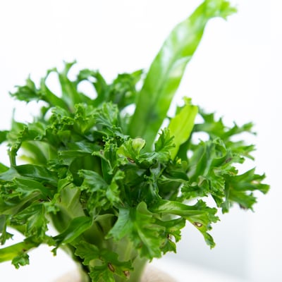 鹿角山蘇 手作植栽苔球2