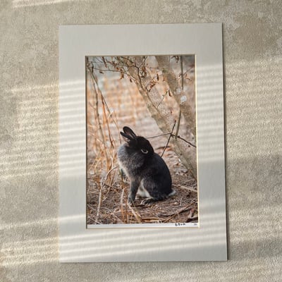 攝影藝術微噴原作 - 《鳥》1/501