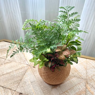 兔腳蕨 手作組合植栽苔球2