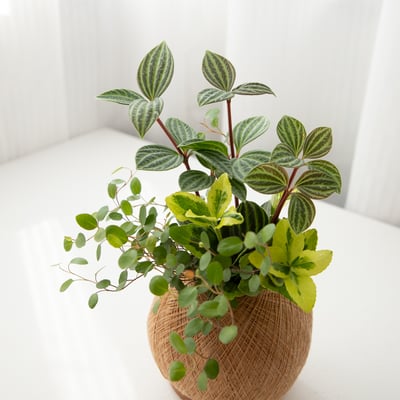 鐵線藤 手作組合植栽苔球3