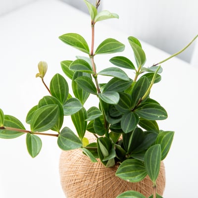 翡翠椒草 手作植栽苔球2