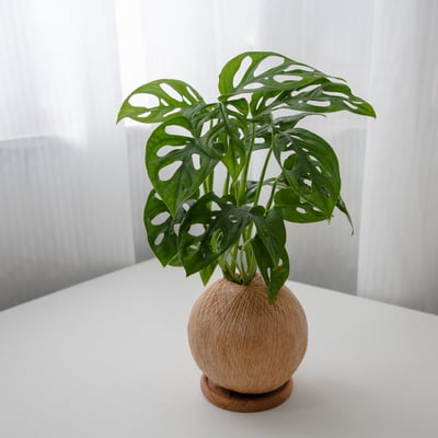 窗孔龜背芋 手作植栽苔球1