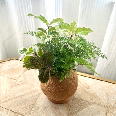 斑葉黃金萬兩 手作組合植栽苔球3