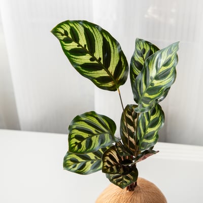 孔雀竹芋 手作植栽苔球2