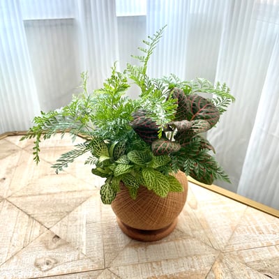 兔腳蕨 手作組合植栽苔球6