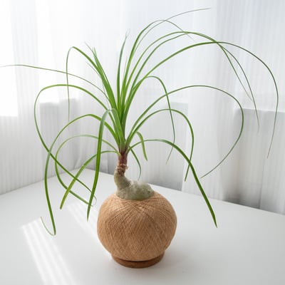 酒瓶蘭 手作植栽苔球1