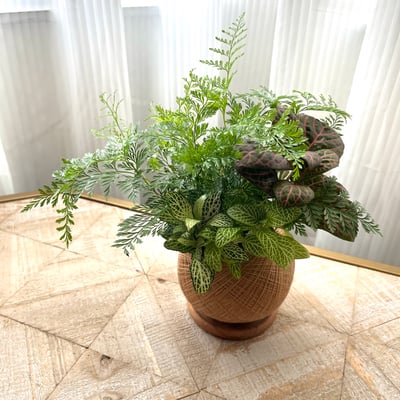 兔腳蕨 手作組合植栽苔球4