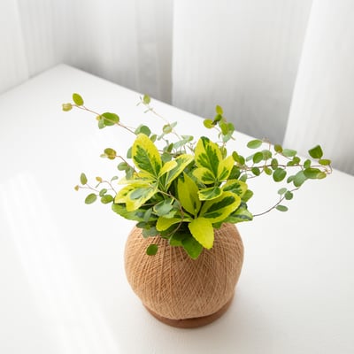 征木 手作組合植栽苔球3