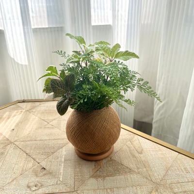 斑葉黃金萬兩 手作組合植栽苔球8