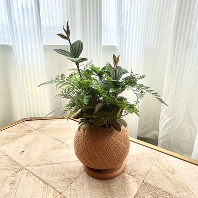 兔腳蕨手作組合植栽苔球5