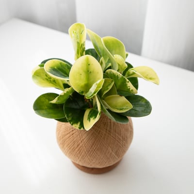 斑葉圓椒草 手作植栽苔球3