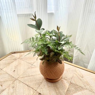 兔腳蕨手作組合植栽苔球7