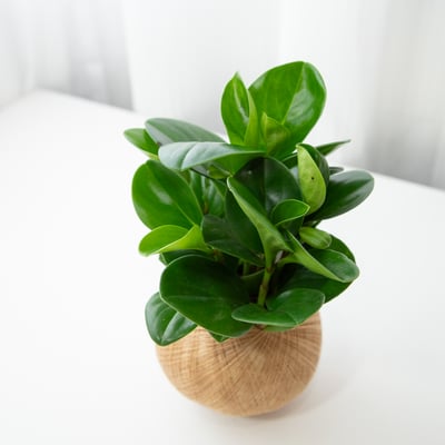 圓葉椒草 手作植栽苔球3